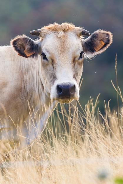 Retrato de una vaca