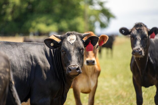 Retrato de vacas lecheras pastando en el césped en un campo en Australia Las razas incluyen Friesian Holstein Jersey stud