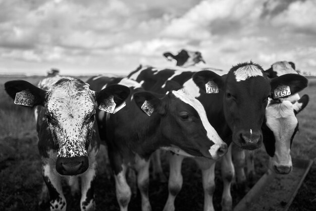 Foto retrato de vacas de pie en el campo contra el cielo