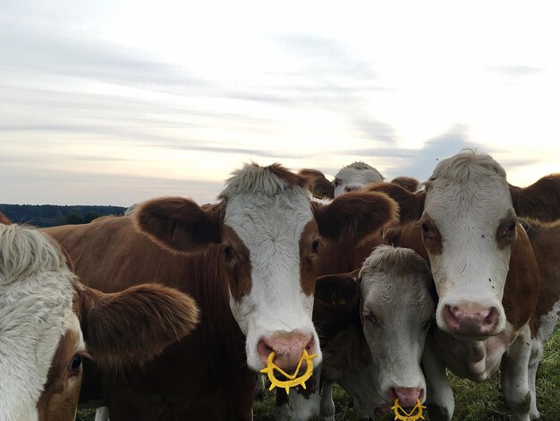 Retrato de vacas de pie en el campo contra el cielo