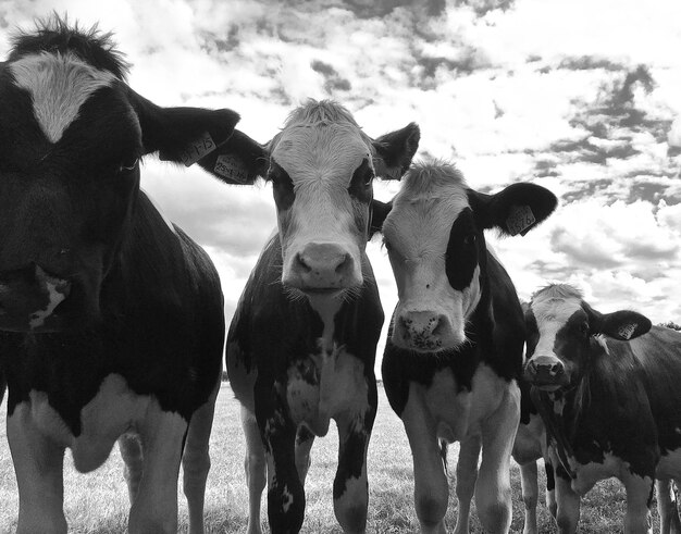 Foto retrato de vacas de pie en el campo contra el cielo