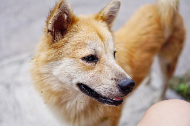 Retrato, vadio, cão vadio, olhar