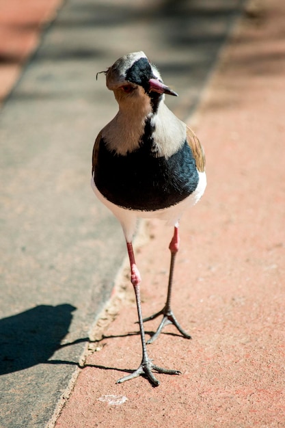 Retrato de un Vanellus chilensis