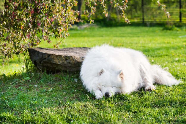 Retrato de vejez perro samoyedo fuera