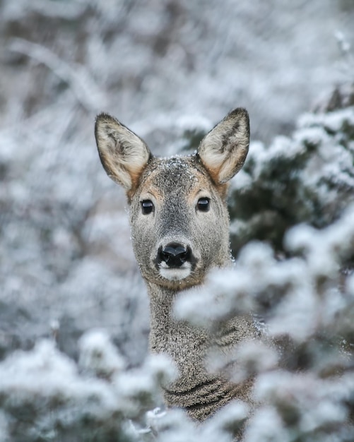 Foto retrato de venado en el fondo de invierno con nieve y plantas congeladas concepto de la estacionalidad de la vida silvestre en invierno