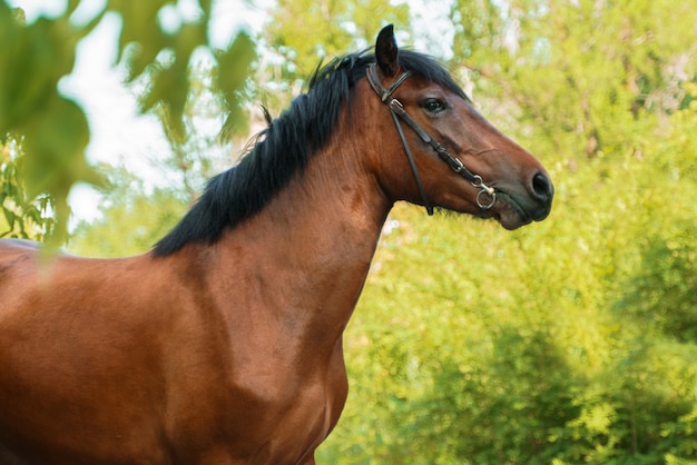 Retrato de verano de un caballo de raza Vyatka en una brida