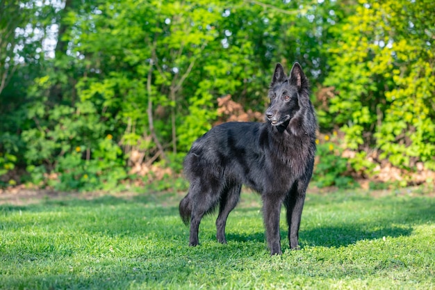 Retrato de verano de Groenendael-perro negro con fondo verde. Pastor belga de agilidad de trabajo