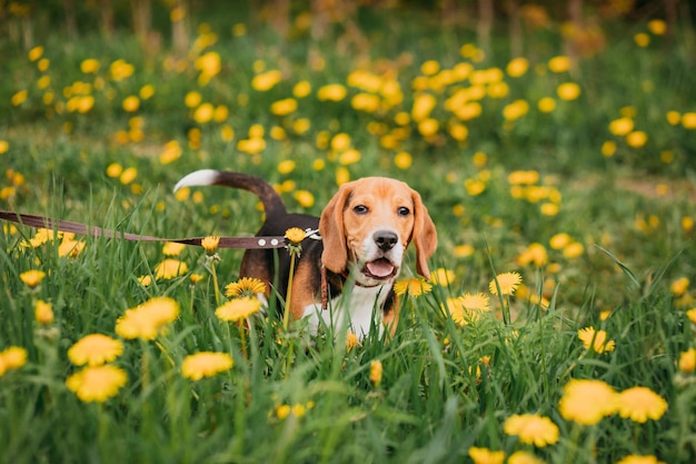 Retrato de verano de perro beagle entre dientes de león amarillos brillantes