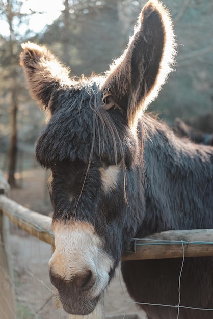 Retrato vertical de un burro en un pasto a la luz del día