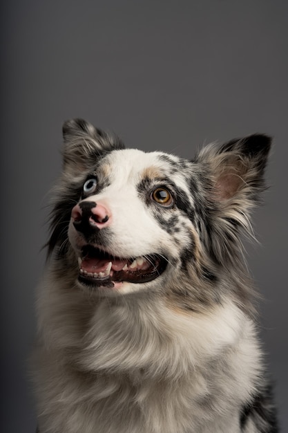 Un retrato vertical de un collie australiano aislado sobre un fondo gris