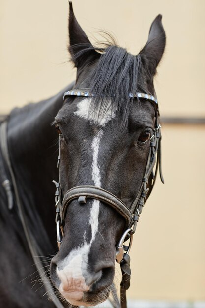 Retrato vertical de cavalo em estábulos