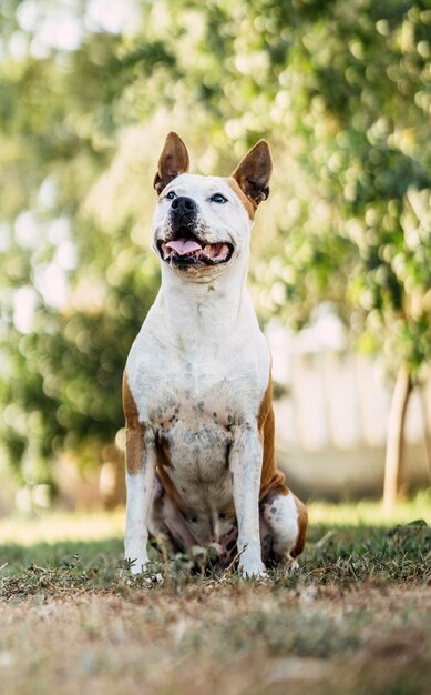 Retrato vertical de um cachorro sentado com uma expressão atenta ao ar livre