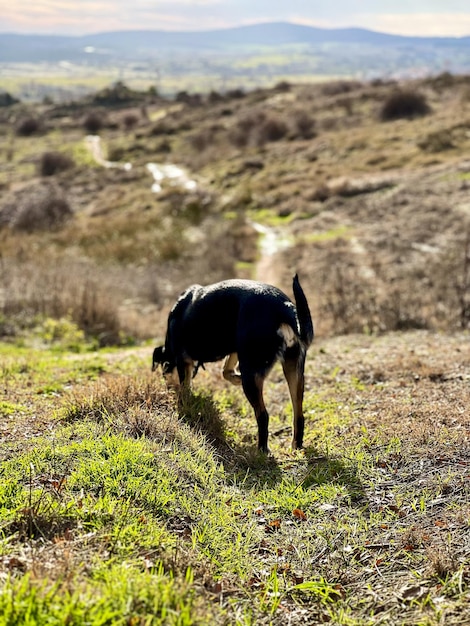 retrato vertical de um cão jovem cheirando e procurando comida no campo