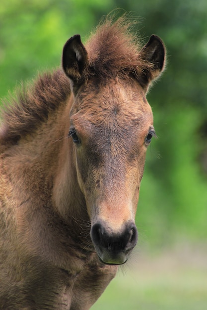 Retrato vertical de um cavalo marrom de sândalo