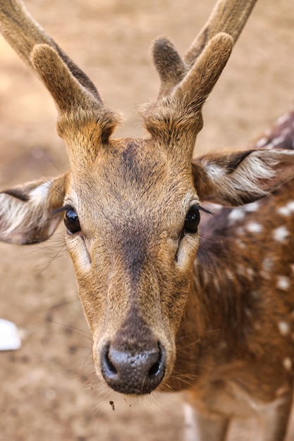 Retrato vertical de um cervo chital fofo