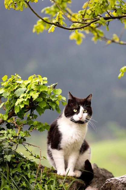 Retrato vertical de um gato preto e branco na natureza escalando uma parede de pedra e cercado por folhas verdes