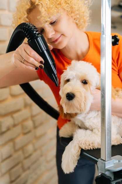 Retrato vertical de una peluquera secando el pelo rizado del perro Labradoodle con secador de pelo después de bañarse en el salón de aseo