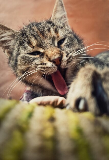 Retrato vertical en primer plano de un gato a rayas perezoso y divertido, soñoliento, bostezando mientras se acuesta al aire libre