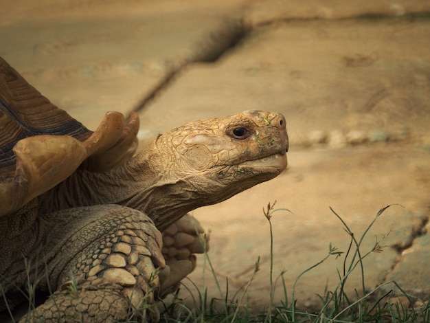 Retrato de la vieja tortuga en el jardín