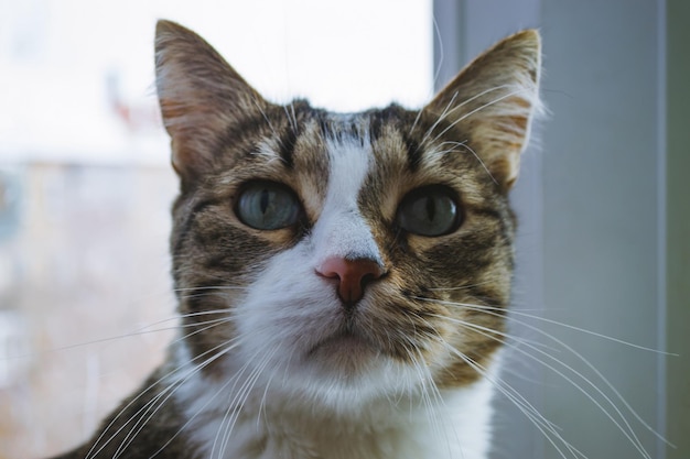 Retrato de un viejo gato doméstico que mira hacia arriba