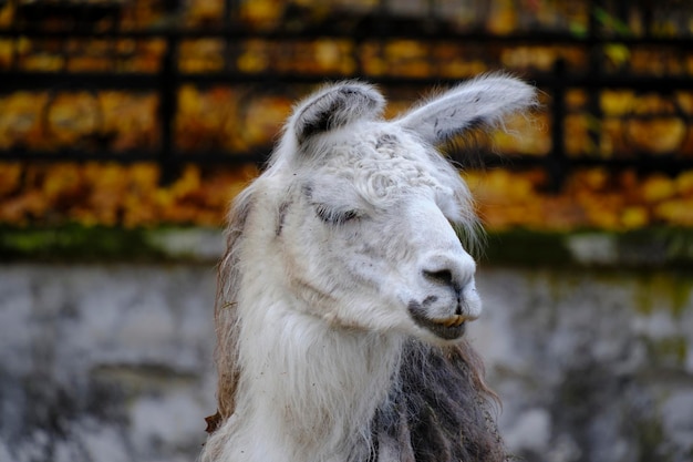 Retrato de un viejo lama con orejas largas