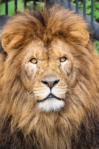 Foto retrato de un viejo león asustado de un famoso orgullo masai mara