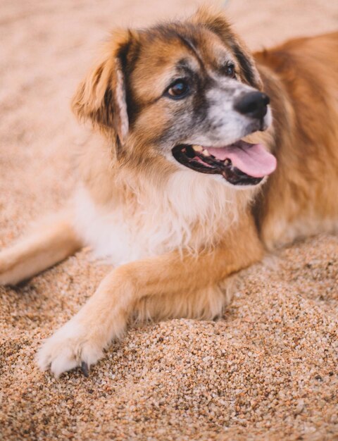 Retrato de un viejo perro peludo en la arena de una playa.