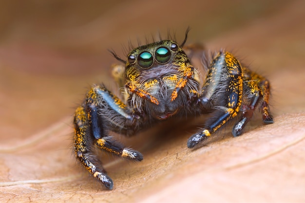 Retrato de vista frontal con detalles magnificados extremos de araña saltarina colorida