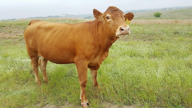 Retrato de vista lateral de una vaca marrón de pie en un campo de hierba