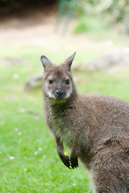 Retrato de un wallaby en un campo de hierba