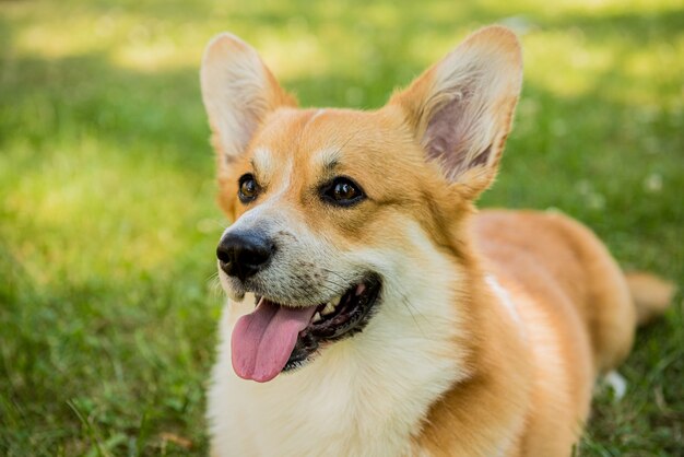 Retrato de welsh corgi pembroke en el parque de la ciudad