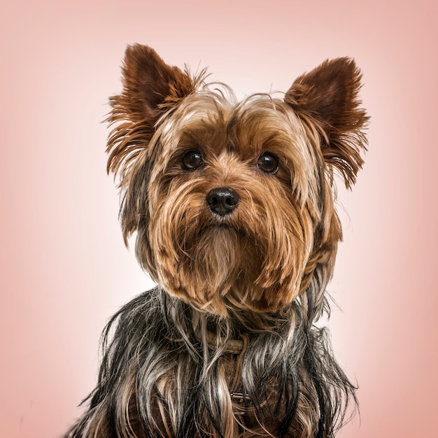 Retrato de Yorkshire terrier contra el fondo de color rosa