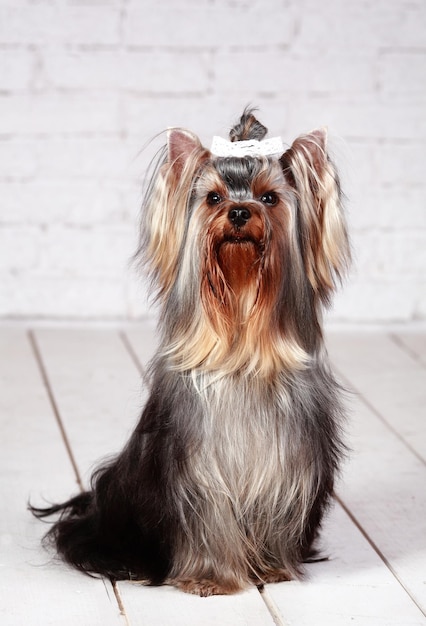 Retrato de Yorkshire Terrier en el piso blanco