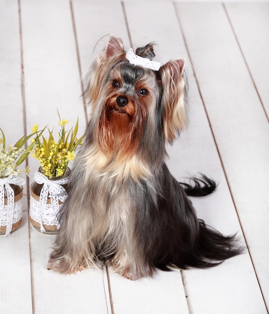 Retrato de Yorkshire Terrier en el piso blanco