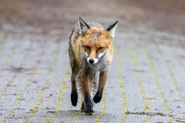 Foto retrato de un zorro caminando