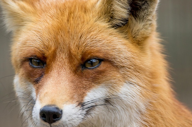 Retrato de un zorro rojo animal salvaje