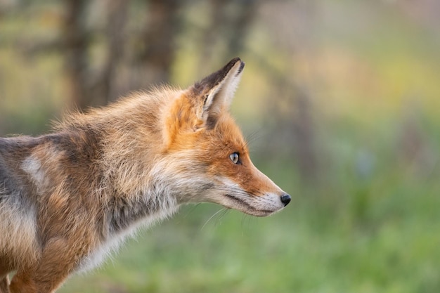 Retrato de un zorro rojo Vulpes vulpes en estado salvaje.