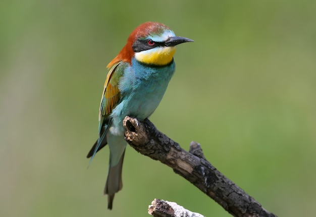 Retratos de colores brillantes y saturados de abejarucos europeos.