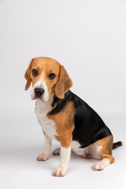 Foto retratos de animais de estimação do buddy beagle