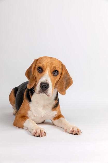Retratos de animais de estimação do Buddy Beagle