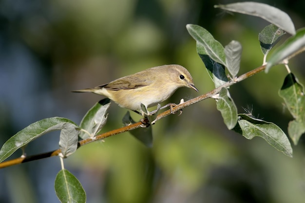 Retratos de chiffchaff comum phylloscopus collybita