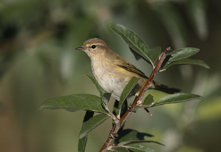 Foto retratos de chiffchaff comum phylloscopus collybita