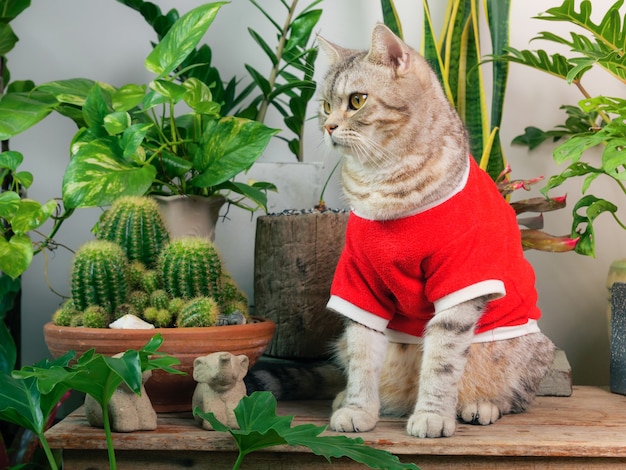 retratos gato jengibre con camiseta roja sentarse en una mesa de madera con aire purificar las plantas de la casa monsteraphilodendron selloum zamioculcas zamifoliasplanta de serpiente