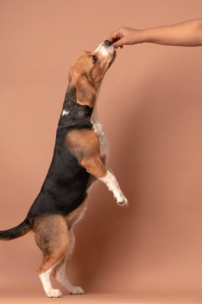 Foto los retratos de las mascotas buddy beagle