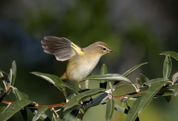 Retratos de mosquitero común Phylloscopus collybita