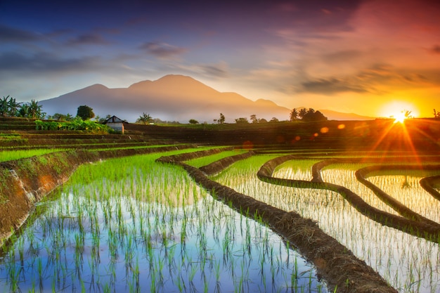 Retratos naturales de arrozales y montañas en zonas rurales de Indonesia con amanecer y rocío verde en Asia