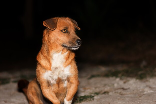 retratos de perro marrón en hierba y planta de campo.