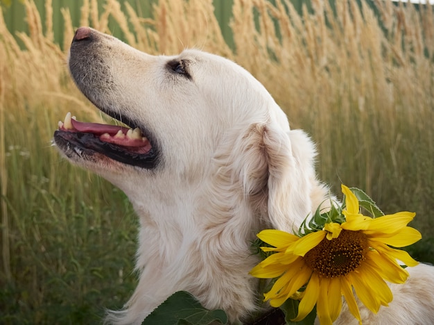 Retriever auf der Straße.