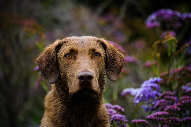 Retriever de la bahía de Chesapeake