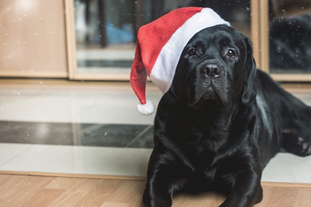 Retriever de labrador preto no chapéu de Papai Noel deitado no chão de frente para a câmera.